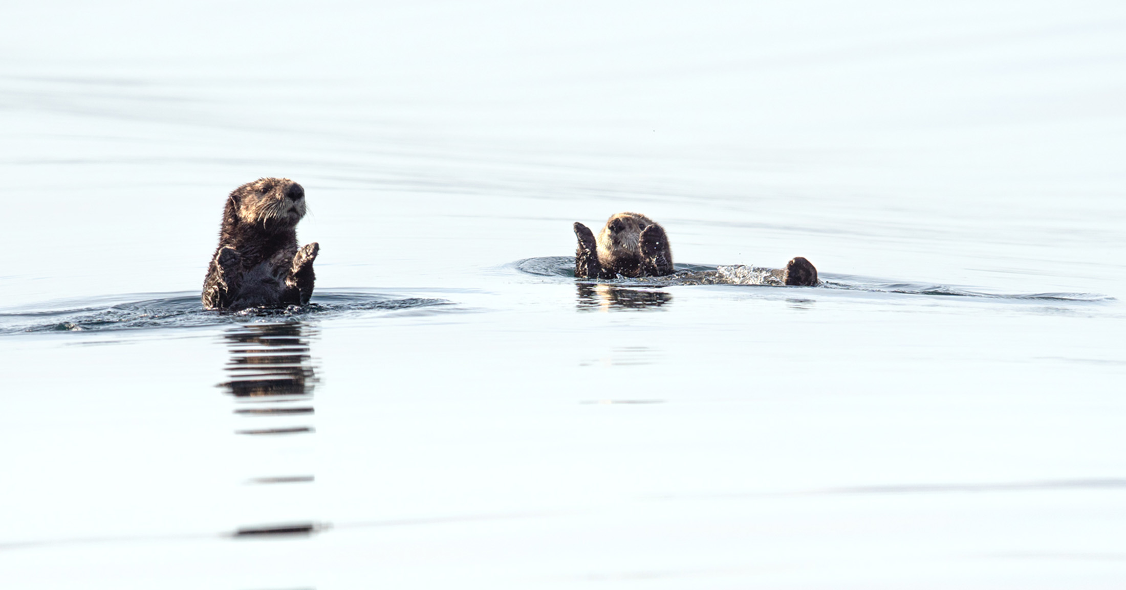 Two sea otters float on calm blue grey water, both with paws raised as if they're clapping.