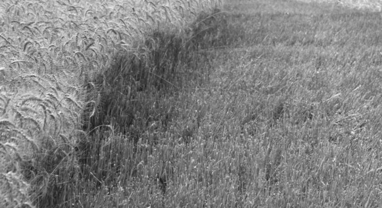 Prairie grass with a trail through it, in black and white.