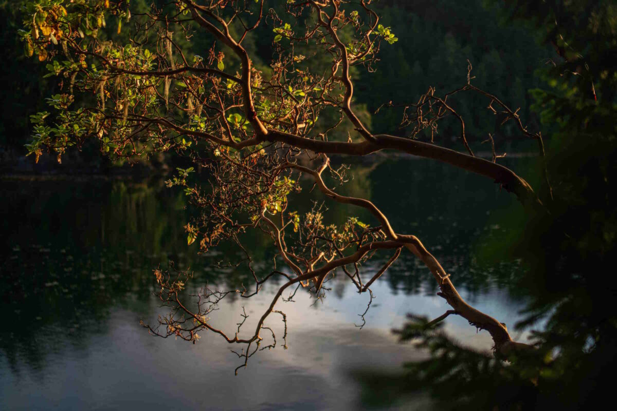 An arbutus tree growing by the shoreline.
