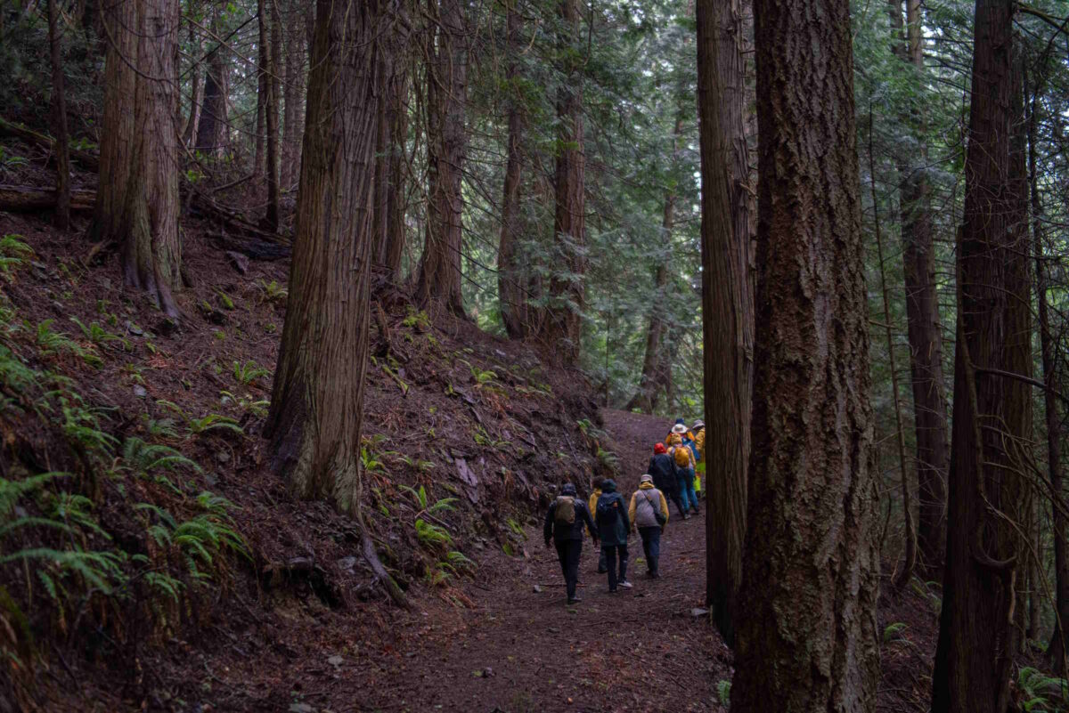A group walks through a forest.