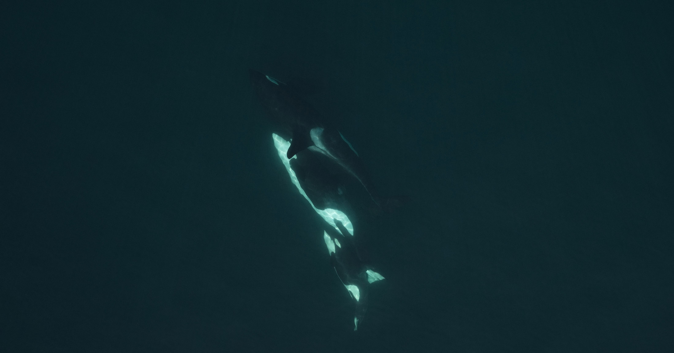 Aerial view of Northern Resident killer whales swimming in a tight family formation.