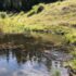 A beaver swims in a calm body of water, surrounded by green wetland with a forest in the background.