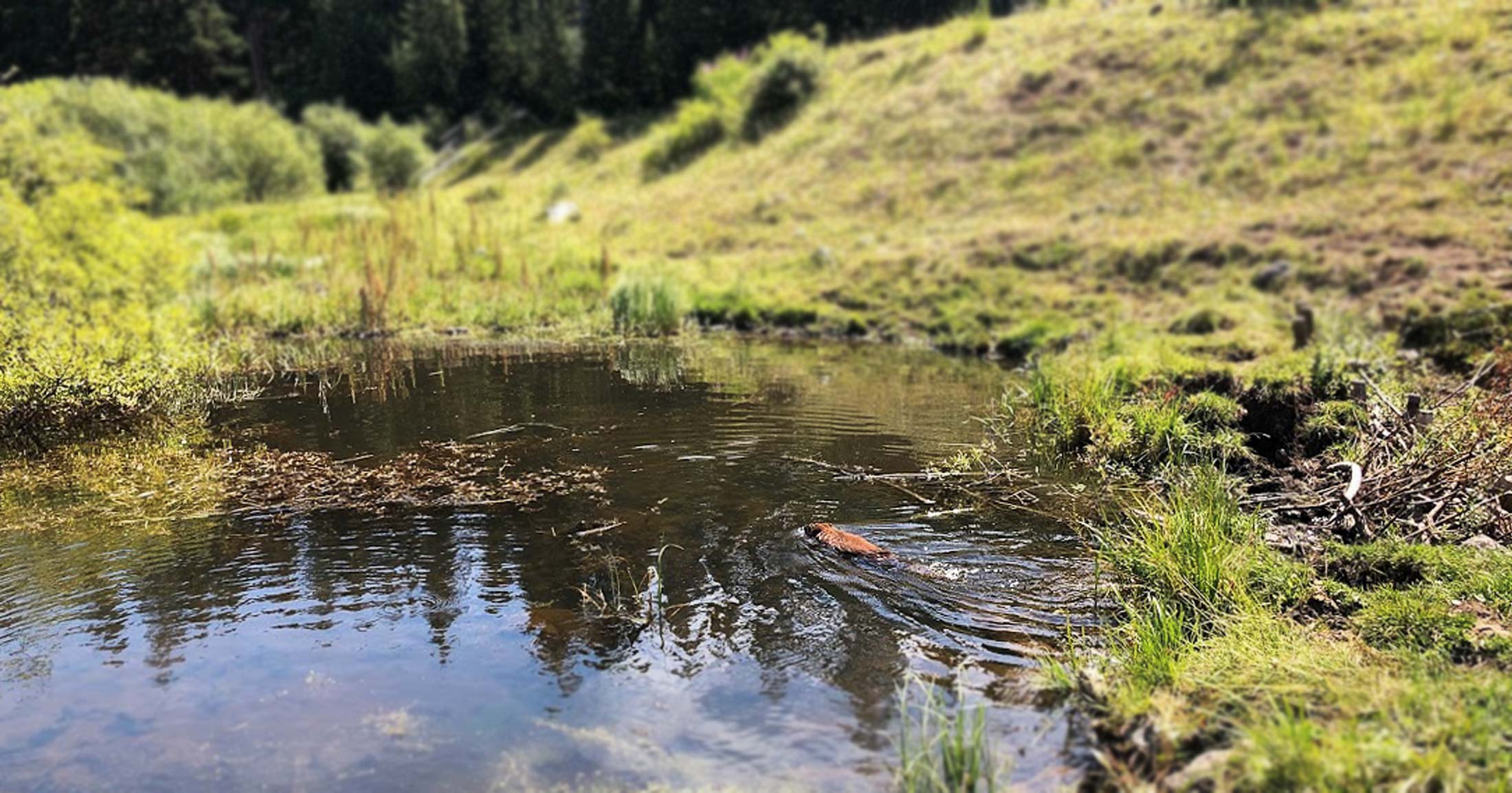 A beaver swims in a calm body of water, surrounded by green wetland with a forest in the background.
