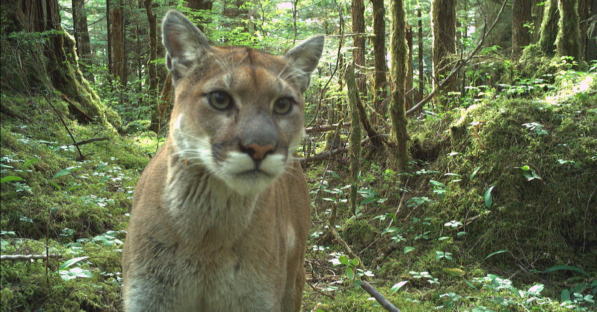 A cougar walks up and looks right near the remote camera, with a lush green coastal forest behind them.