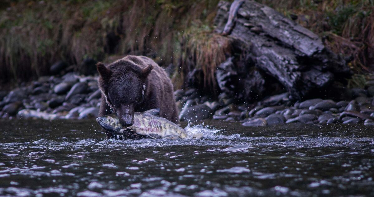 A black bear standing in belly deep flowing water sinks teeth into a large salmon, splashing.