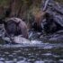 A black bear standing in belly deep flowing water sinks teeth into a large salmon, splashing.