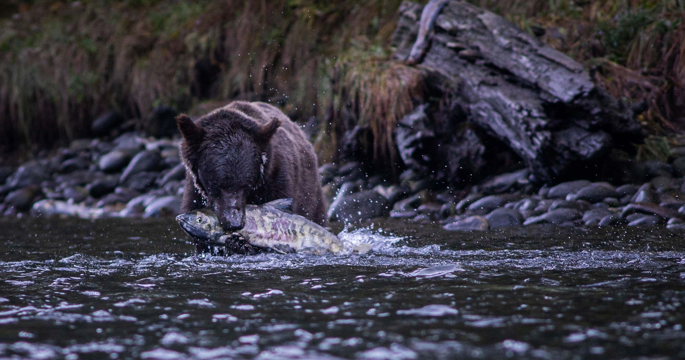 A black bear standing in belly deep flowing water sinks teeth into a large salmon, splashing.