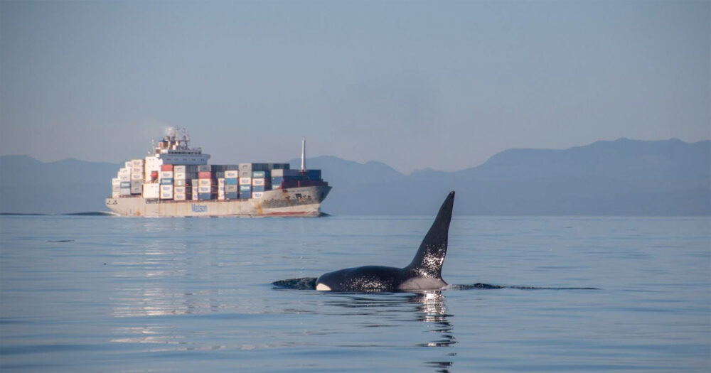 A killer whale dorsal fin breaks the surface of the ocean while a large cargo ship travels in the background, left of the orca. Silhouettes of mountains are visible in the distance.