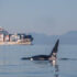 A killer whale dorsal fin breaks the surface of the ocean while a large cargo ship travels in the background, left of the orca. Silhouettes of mountains are visible in the distance.