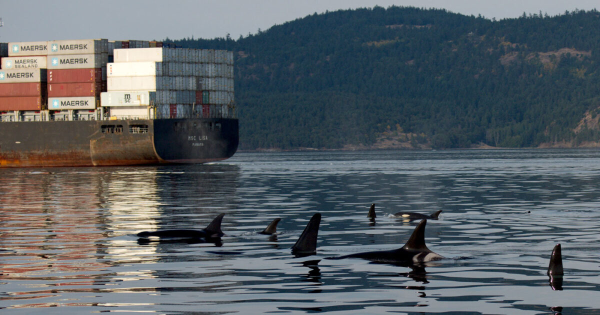 Southern Resident killer whales swim near the back of a large shipping container ship in stunning reflective conditions.