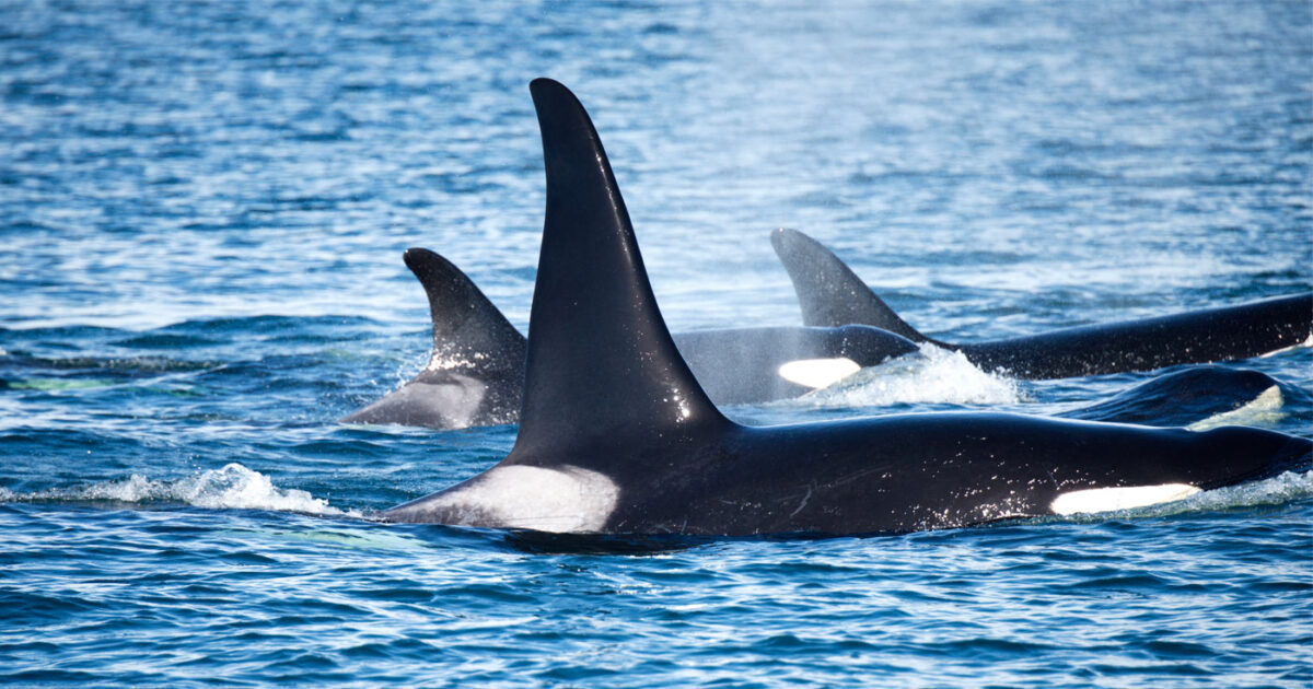 Southern Resident killer whales surface in the Salish Sea in blue water.