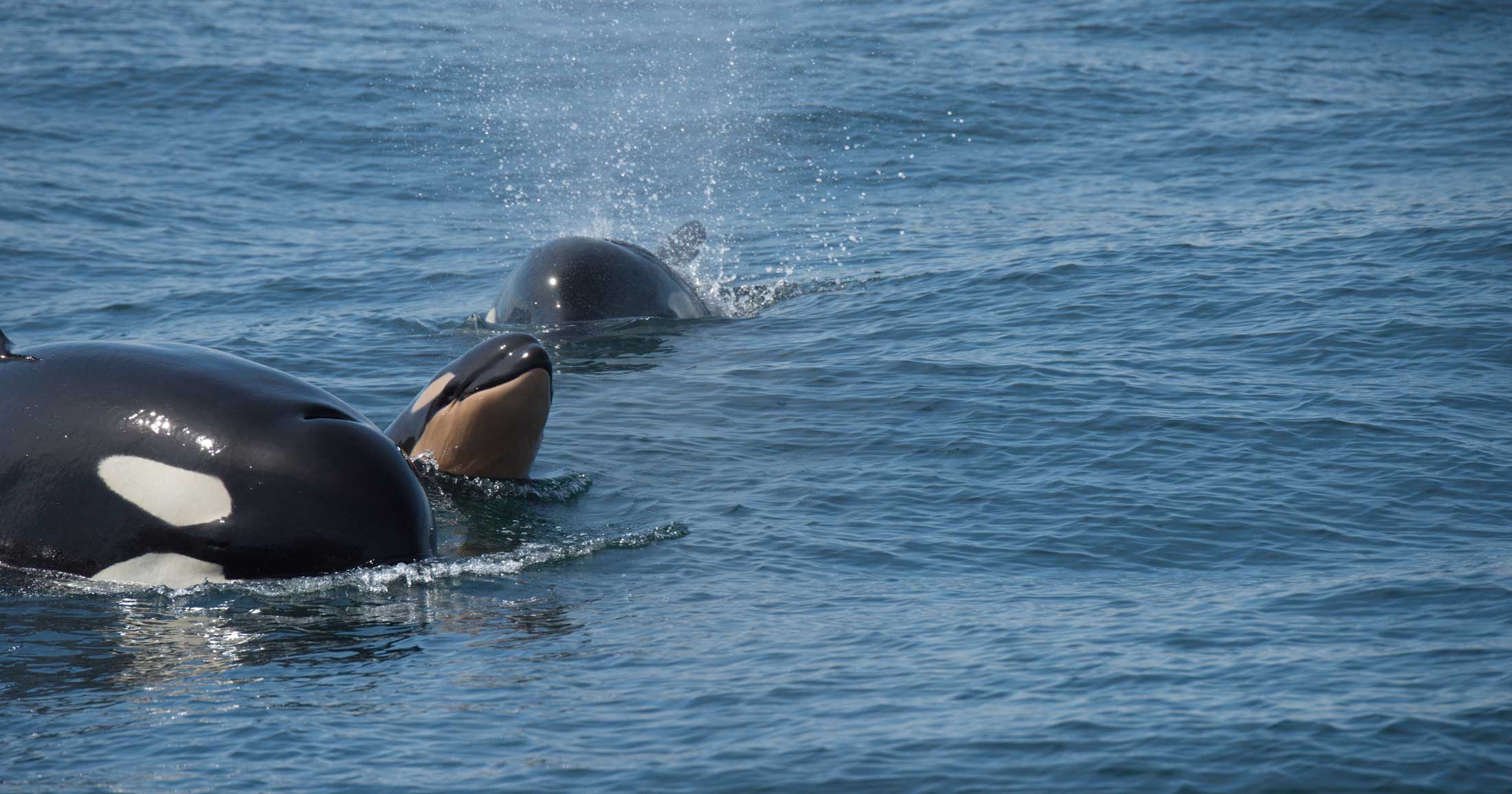 Three heads of Southern resident killer whales emerge from the ocean surface, water splashing as they breathe.