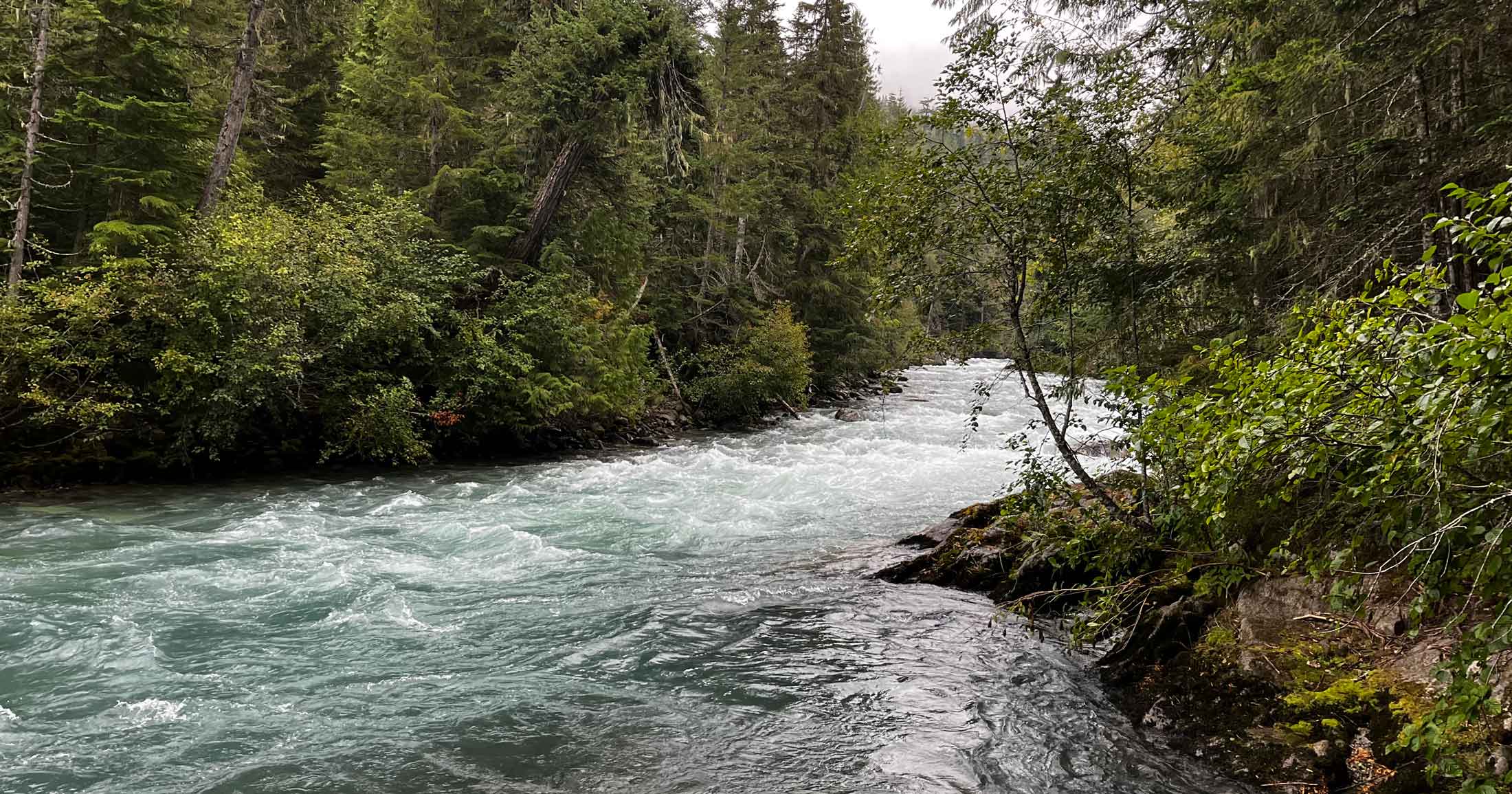 A fast flowing river with white rapids flows between lines of tall dense trees.