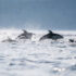 A group of porpoises leap through a wavy ocean surface.