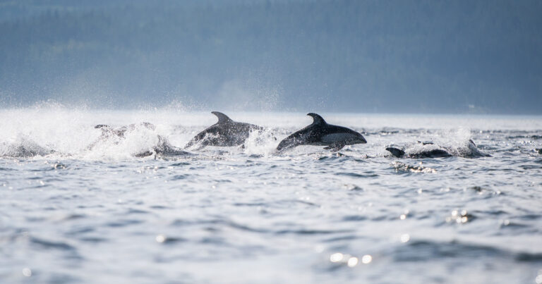 A group of porpoises leap through a wavy ocean surface.
