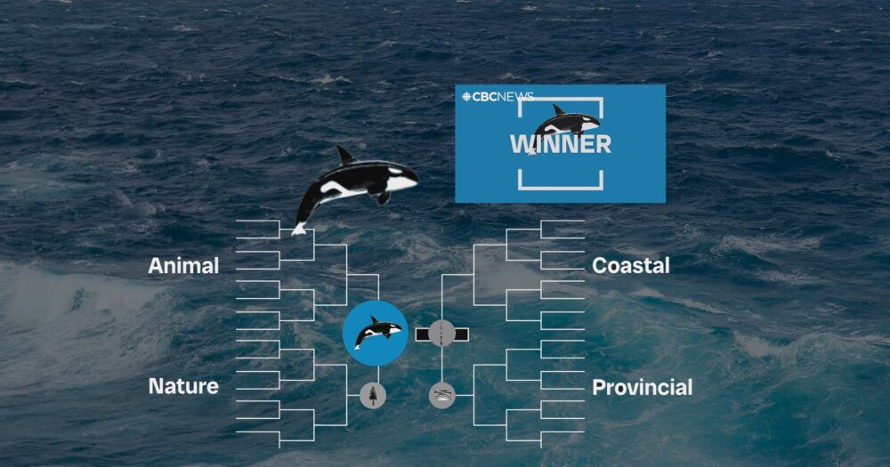 Drawings of killer whales rest on top of a championship runnoff diagram, on top of ocean water.