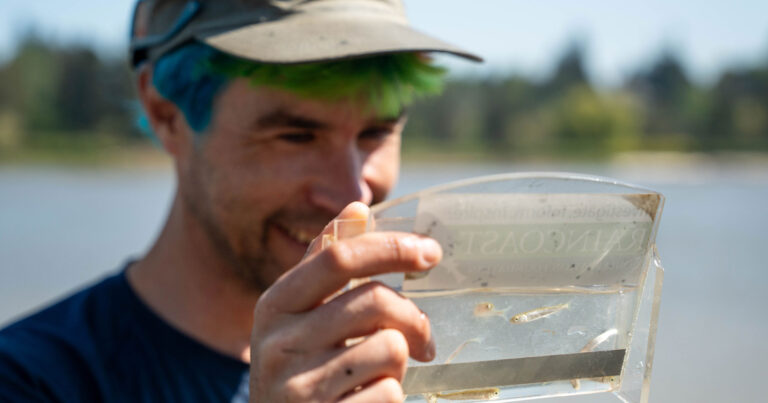 Dave Scott, sporting blue green hair, holds up a juvenile salmon in a measuring device, in the Fraser Estuary.