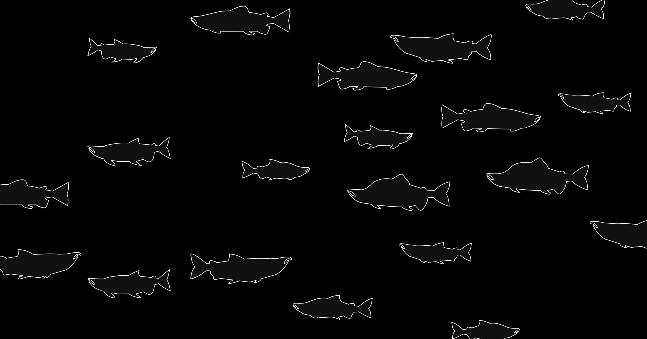 A plethora of illustrated black salmon with white outlines are presented in high contrast against a black background.