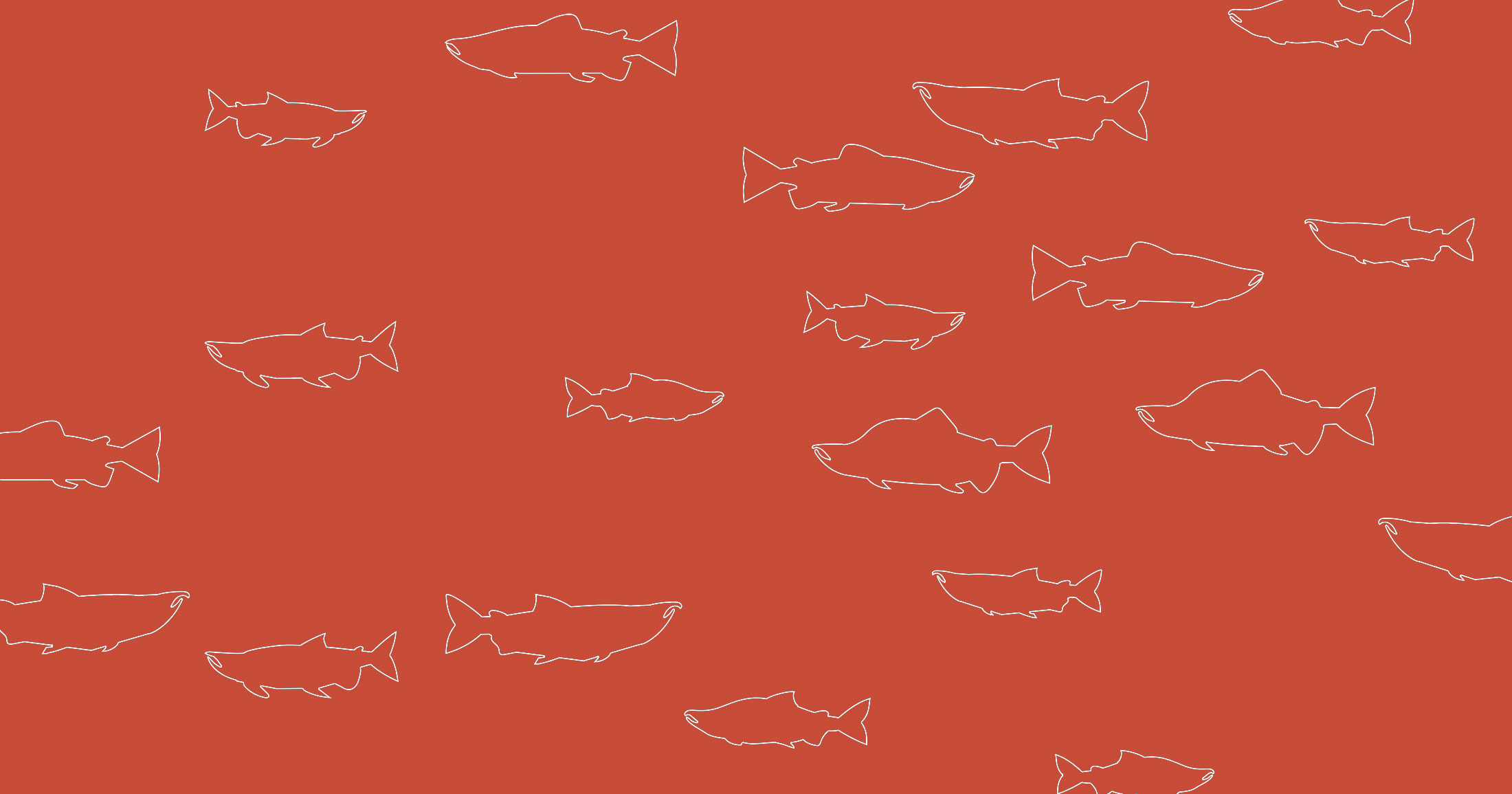 Introducing More than a fish