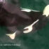 A mother killer whale is pictured from above, pushing her small deceased calf forward with her nose.