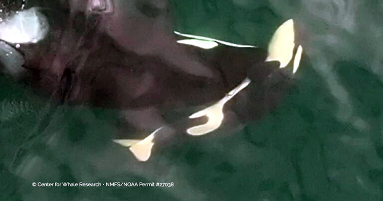 A mother killer whale is pictured from above, pushing her small deceased calf forward with her nose.