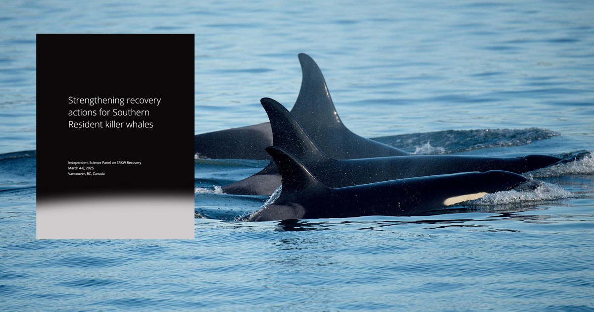 Three Southern Resident killer whales surface together gliding quickly through the blue water.