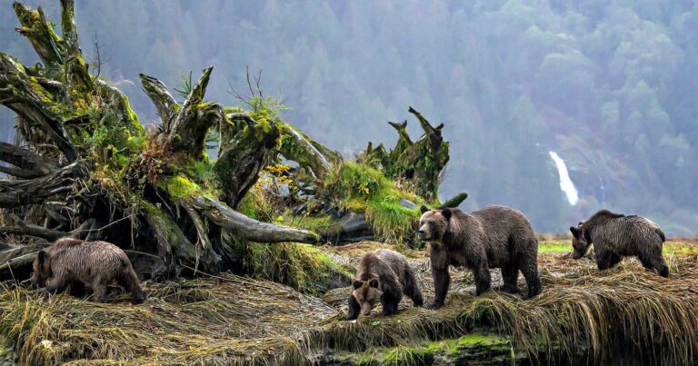 A group of bears stand in a mossy landscape, large wood debris to the left of the frame, a landscape of forest in the background.