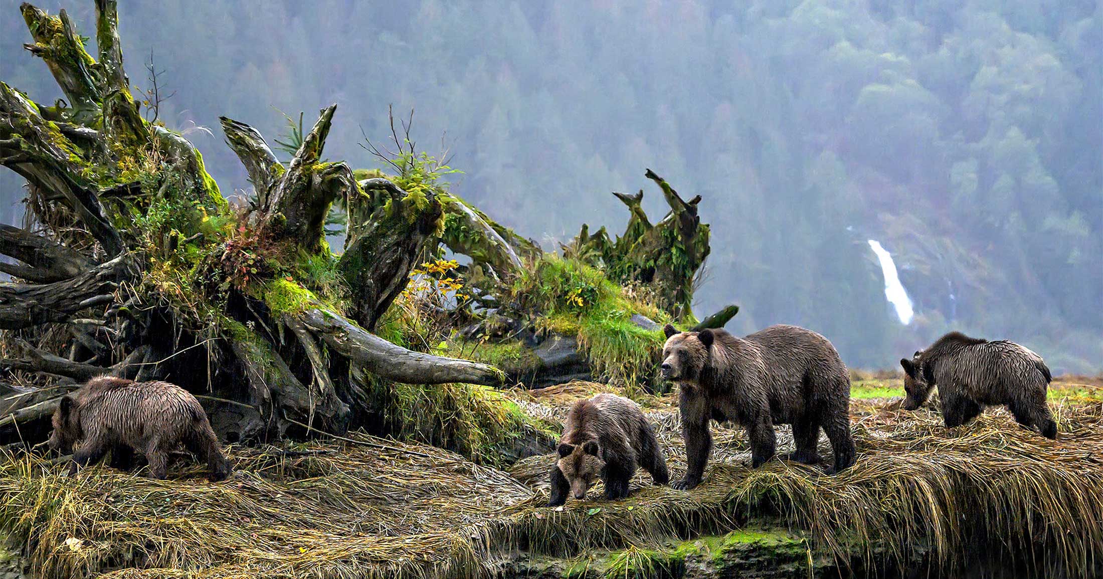 A group of bears stand in a mossy landscape, large wood debris to the left of the frame, a landscape of forest in the background.
