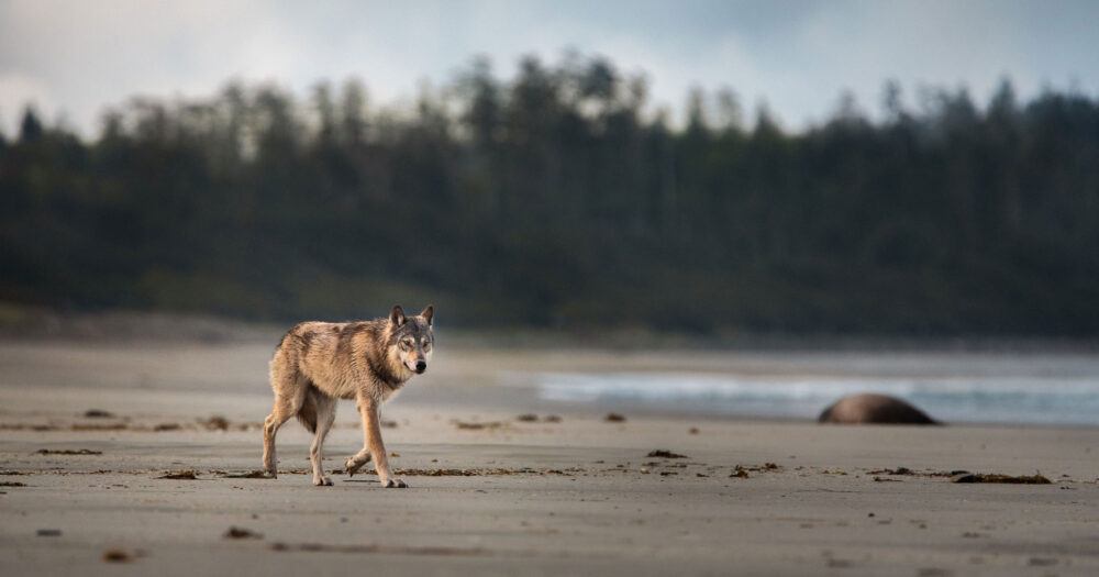 A lone sandy brown wolf trots along a calm beach, a dark line of dense trees behind them.