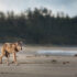 A lone sandy brown wolf trots along a calm beach, a dark line of dense trees behind them.