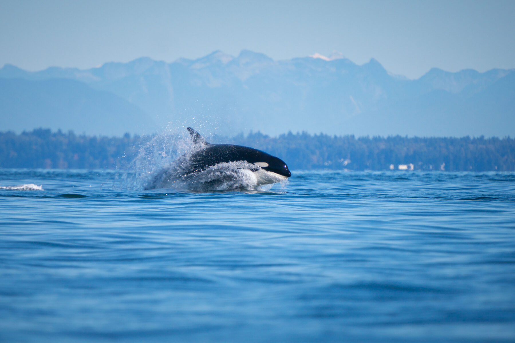 A killer whale slices through the water, against a backdrop of mountains.