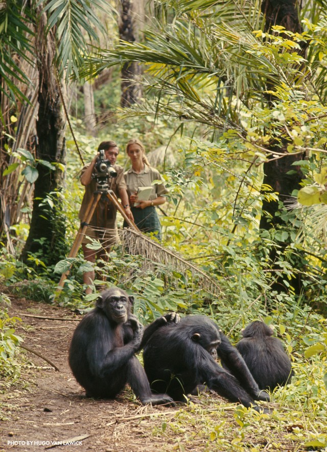 Jane Goodall stands with a photographer, observing a group of chimpanzees.