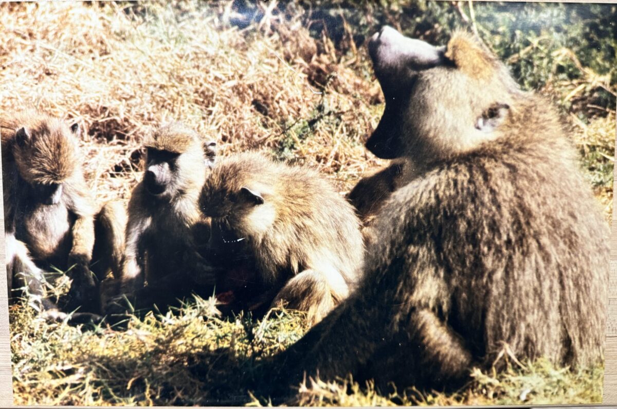 A group of baboons huddle together, one larger one seen to the right with mouth open, as if calling.