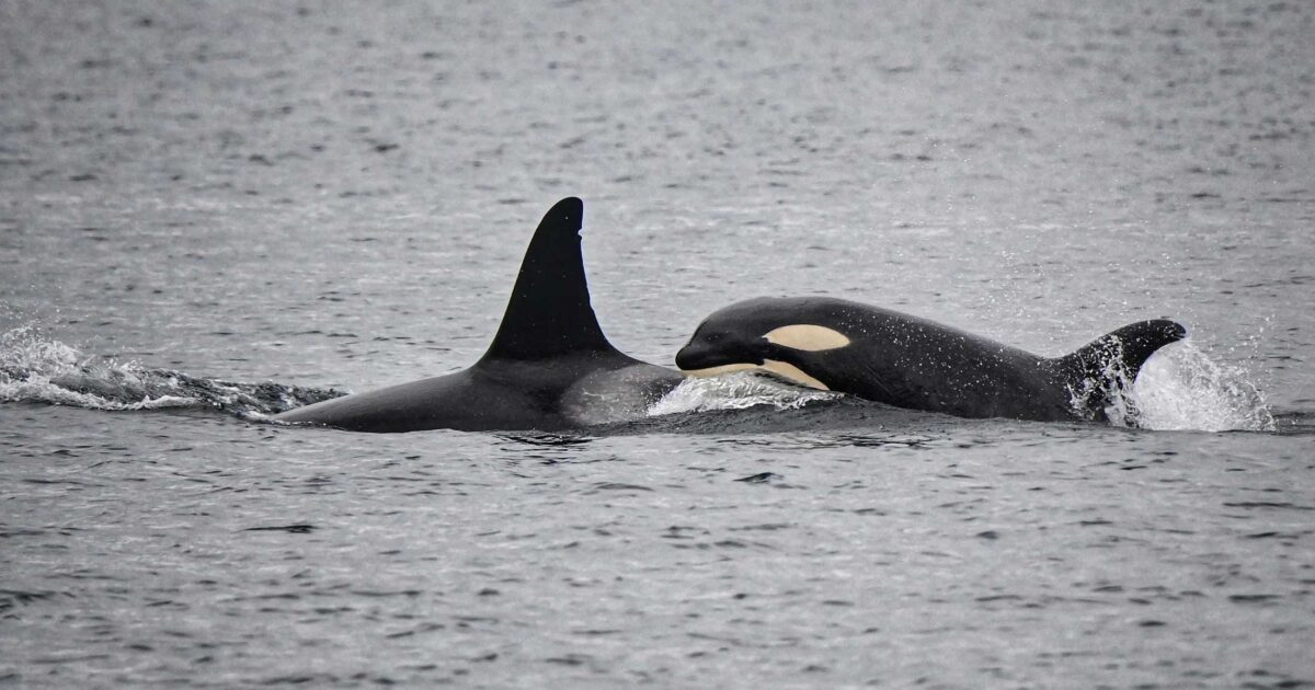 Two killer whales break from the surface of the water, one behind the other.