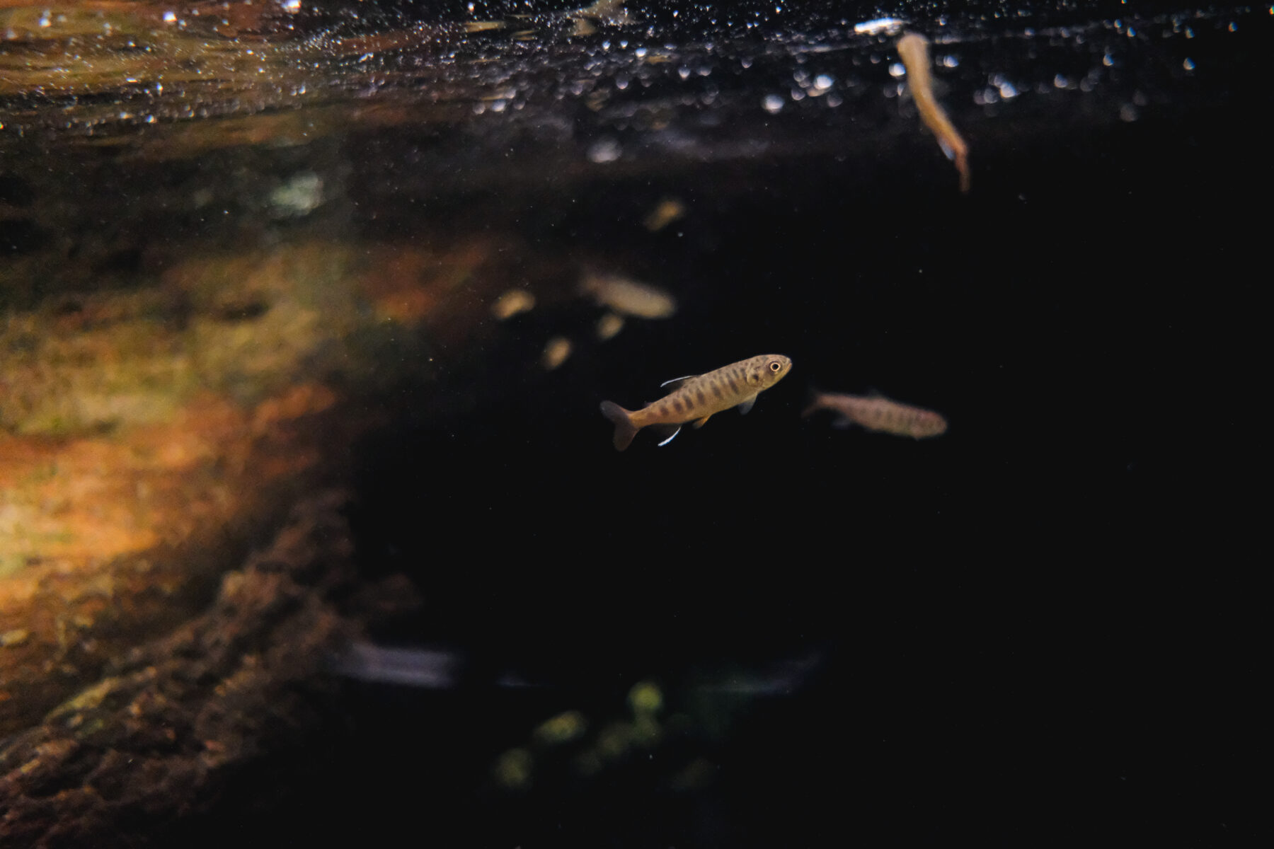 Tiny Juvenile coho salmon observed at a thermal refuge in the Coldwater River.