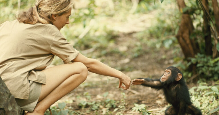 A young Jane Goodall extends her right hand towards a baby chimp, crouched down in a remote jungle scene.