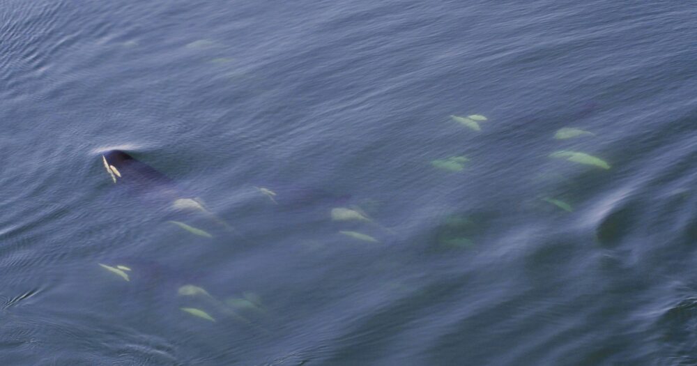 Southern Resident killer whales swim just slightly under the water, as seen from land and looking stunning in formation under the water.