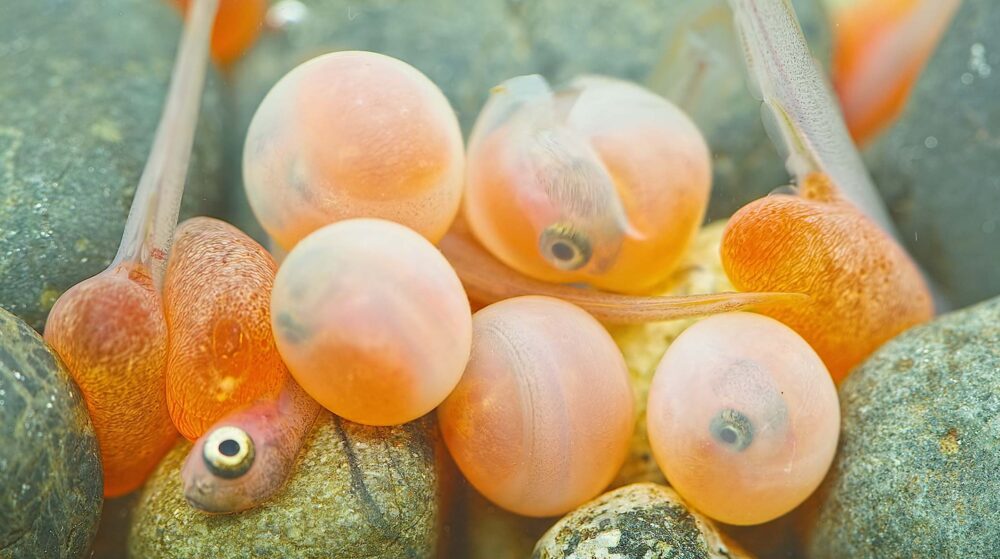 Close up of tiny orange fish eggs showing their eyes and some hatched eggs underwater.