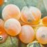 Close up of tiny orange fish and eggs underwater.