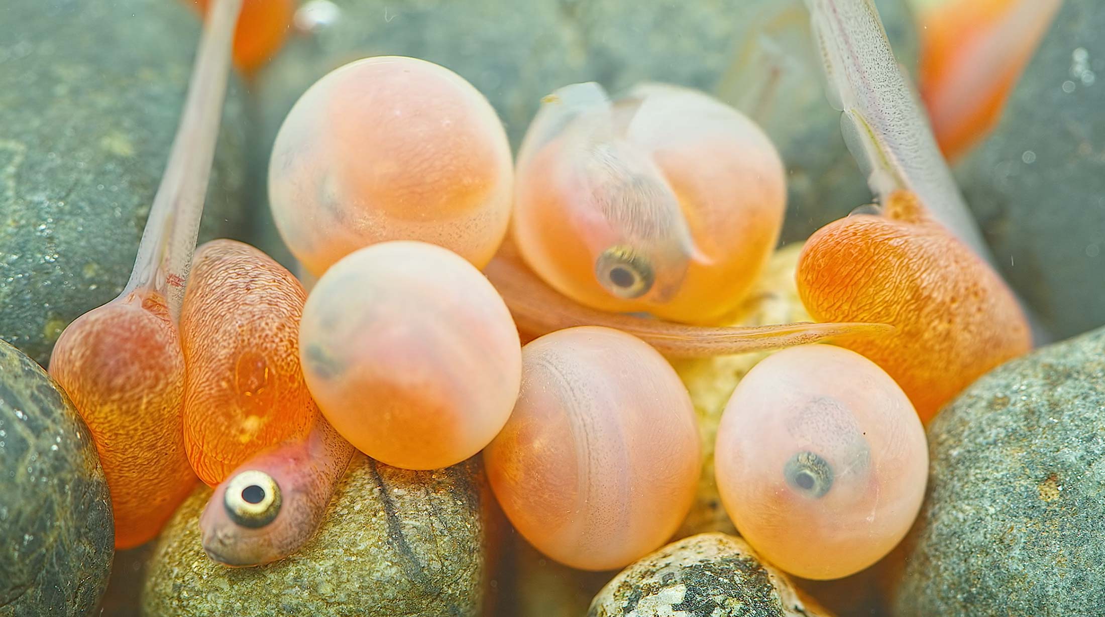 Close up of tiny orange fish and eggs underwater.