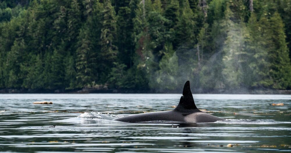 A killer whale with a distinctive fin rises to the surface and their breath still lingers in the air with a steep slope of forest in the background.