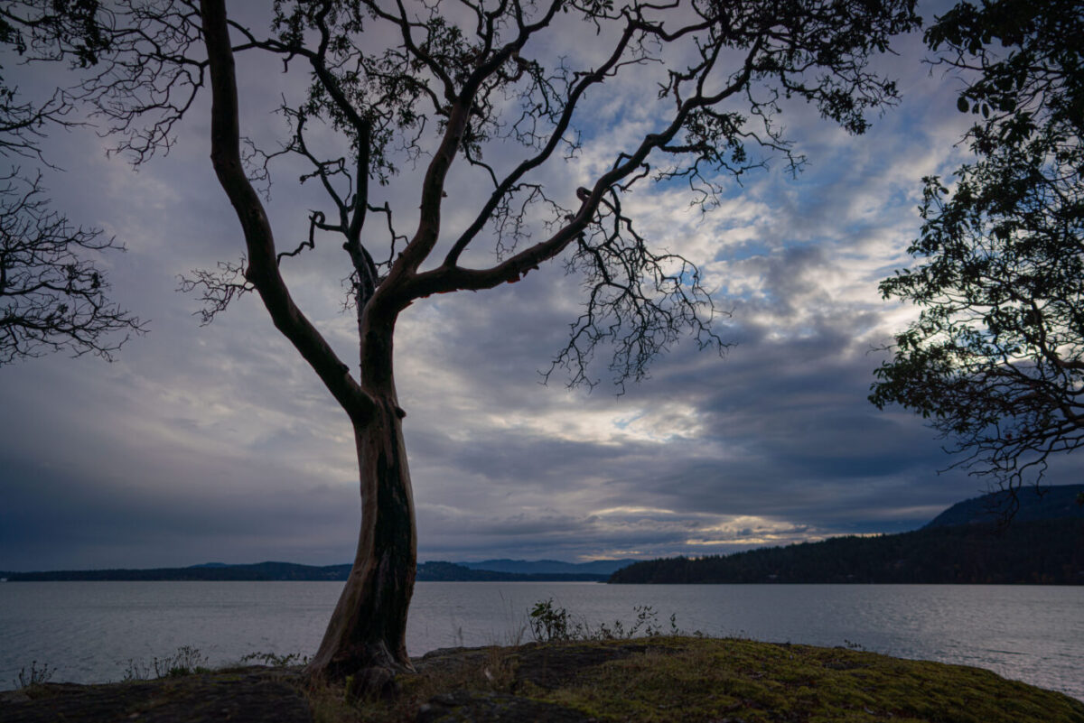 An arbutus tree by the water during sunset.