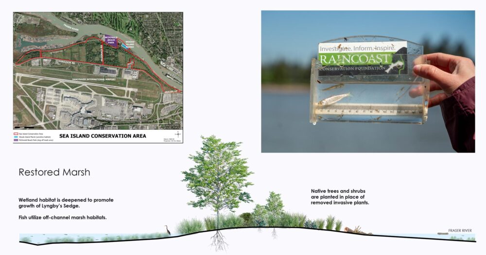 Restored marsh on Sea Island: wetland habitat is deepened to promote growth of Lyngby's Sedge and fish utilize off-channel marsh habitats.