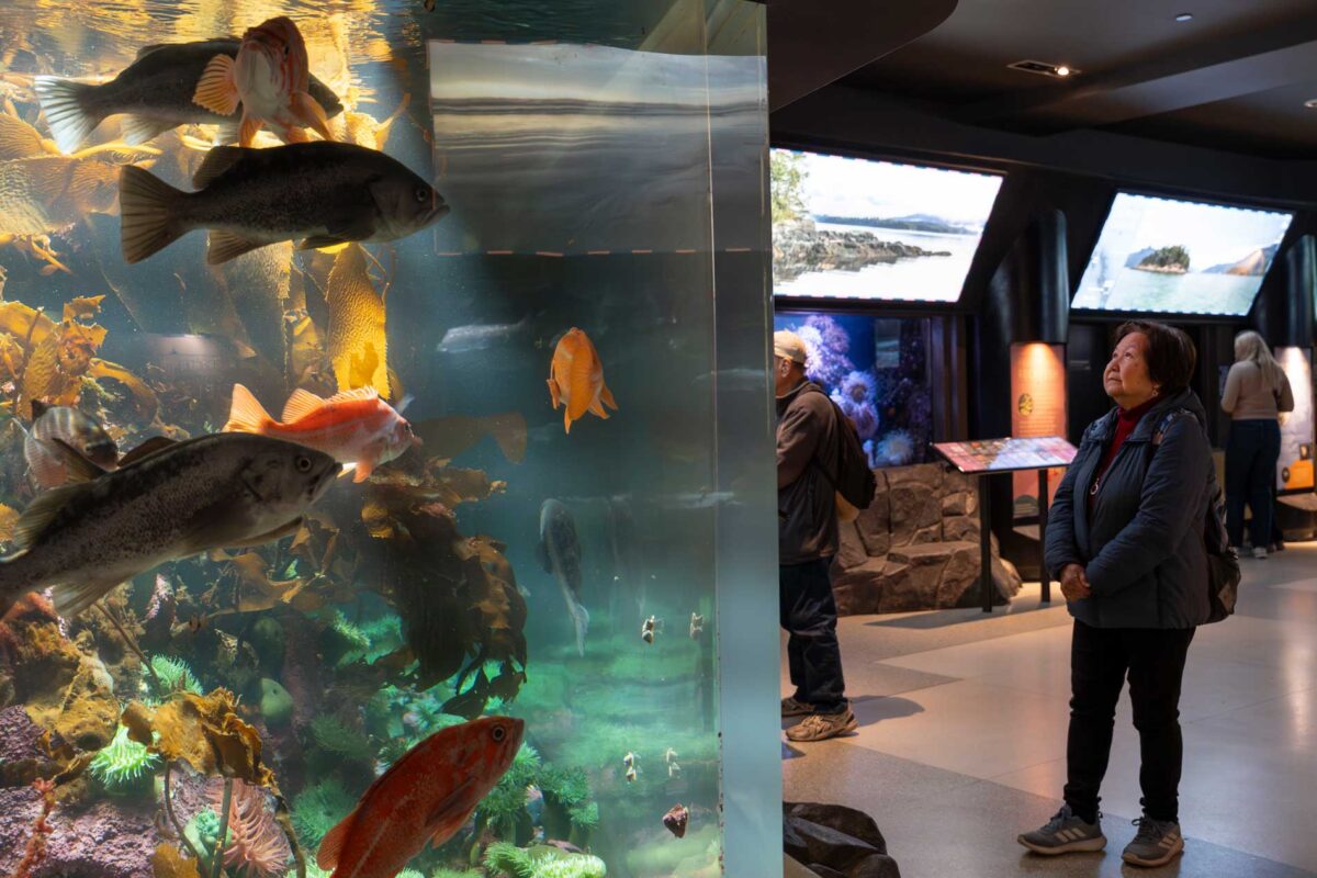 A visitor at the Vancouver Aquarium peers into a glowing glass tank, colourful fish and underwater foliage captivating her attention.