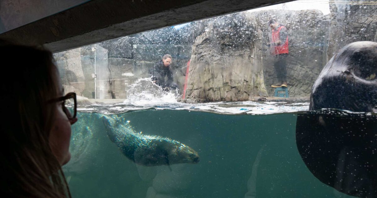 A spectator peers through the glass into a habitat at the Vancouver Aquarium, as an otter dives before her eyes.