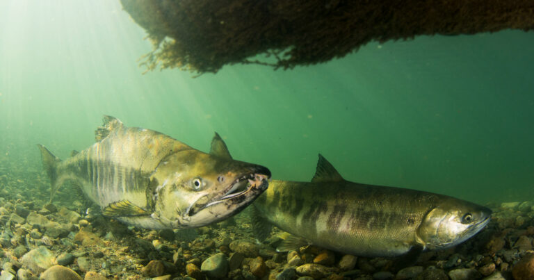 Chum salmon are lurking underwater under an overhead growth, with light streaming down and small pebble rocks seen below them.