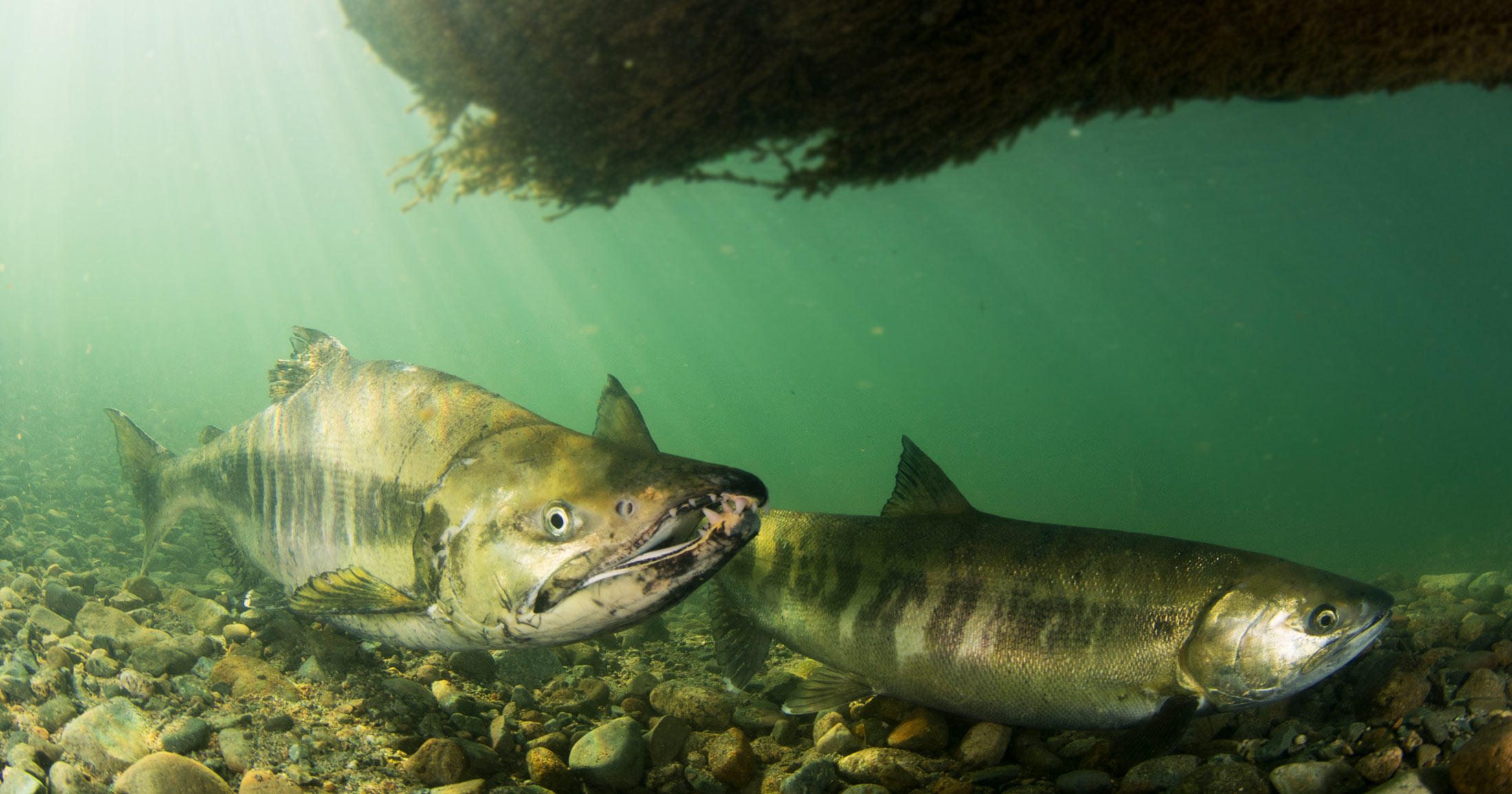 Chum salmon are lurking underwater under an overhead growth, with light streaming down and small pebble rocks seen below them.