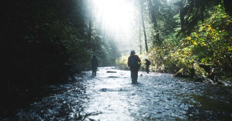 3 people walk in a shallow river with tall vegetation on either side.