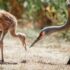 A sandhill crane and their colt share a precious moment while the colt eats a grasshopper.