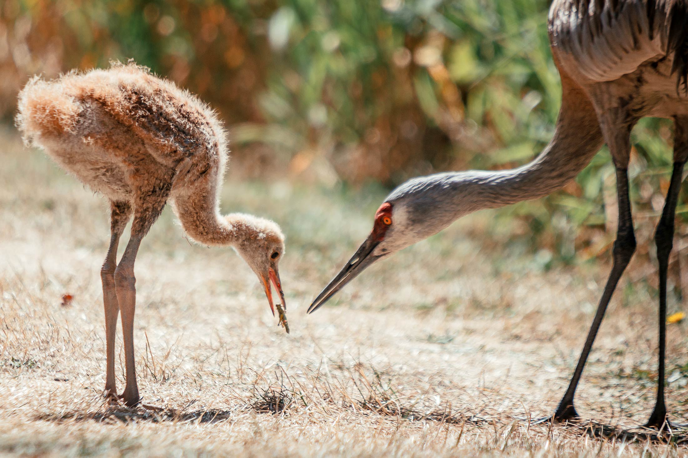 A sandhill crane and their colt share a precious moment while the colt eats a grasshopper.